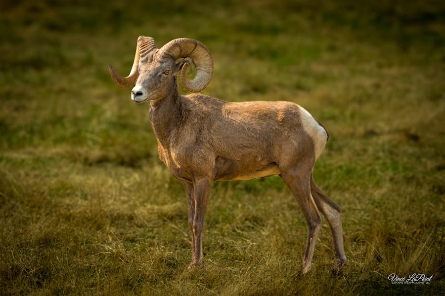 Big Horn Sheep